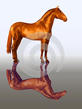 Spanish horse standing still on the shore and its reflection, isolated realistic photo